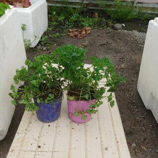 パセリ苗売ります❗の画像