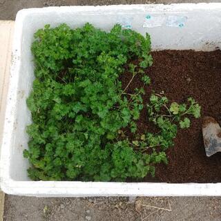 パセリ苗売ります❗の画像