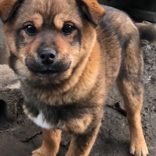 犬仲間探してます！