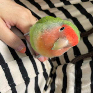 コザクラインコ 里親募集 一時中断