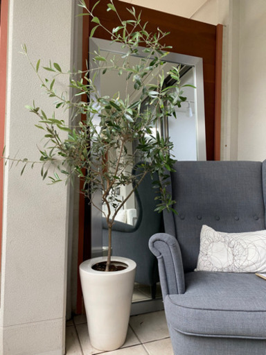 【早い方優先】観葉植物  オリーブ