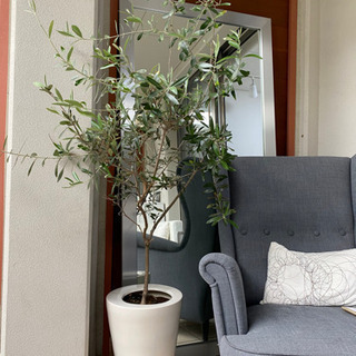 早い方優先】観葉植物 オリーブ