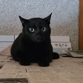 保護猫を迎えよう！No.114くん！♂️
