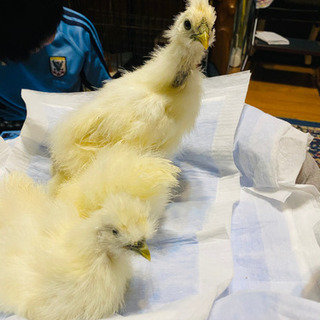 白烏骨鶏（性別判断難しい）頭上げてる子のみの画像