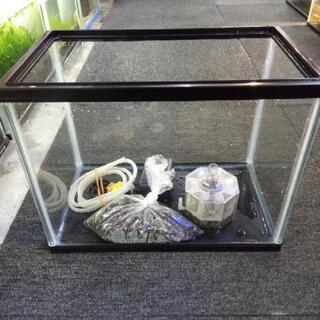 グッピー1ペア＋水槽セット 