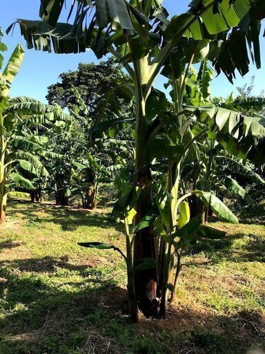 アップルバナナ苗（矮性）｜PLANTS｜あぐりぴあ沖縄のハーブと