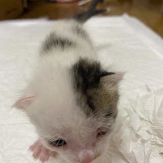 子猫ちゃんの里親さん募集
