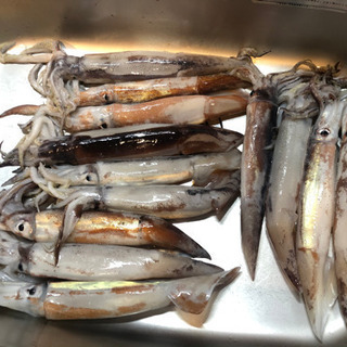 【船釣り仲間大募集】ほとんどが初心者かつ女性です！ - 友達