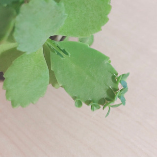 *一旦受付止めます*多肉植物✧マザーリーフの赤ちゃん✧の画像