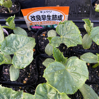 胡瓜　きゅうり苗　残り３本です。