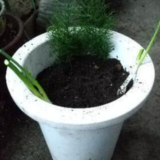 プラスチック植木鉢1