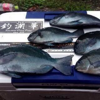 釣り友達 メンバー募集 - メンバー募集