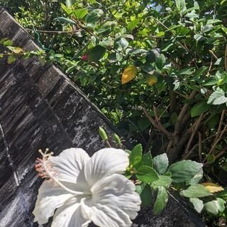 🌈インナーチャイルド癒したい方募集✨