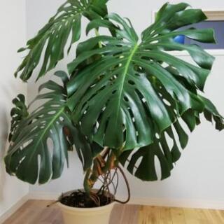 観葉植物　『モンステラ』