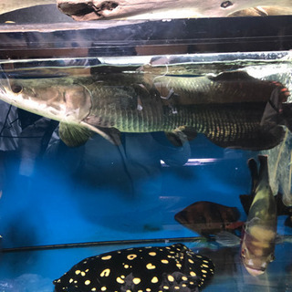 ピラルク極上