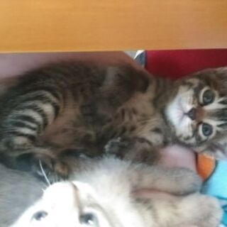 里親探し