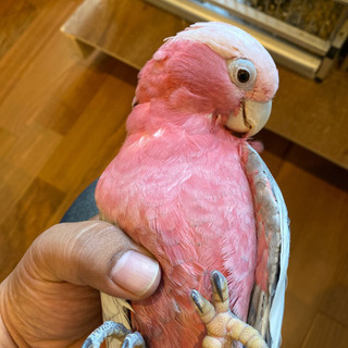 モモイロインコ　雄　手乗りインコ