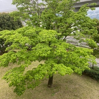 樹齢150年のハナミズキを無償でお譲りします