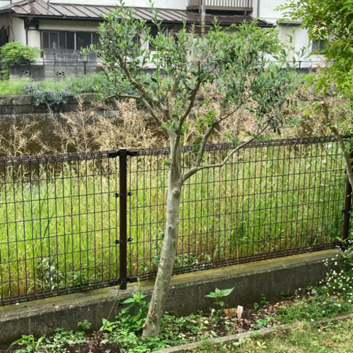 [決定しました]オリーブの木　地植え　シンボルツリー