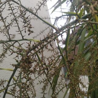 屋外OKの極耐寒性ドラセナの種　余裕の15個！の画像