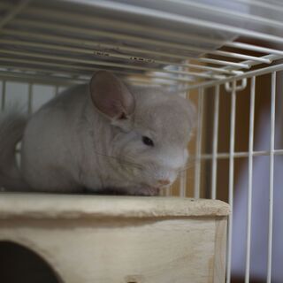 チンチラをお譲りします