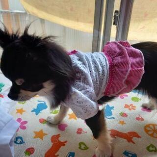 犬の服、サイズXS‼️の画像