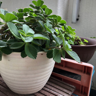 ボルトジンユ 鉢植え