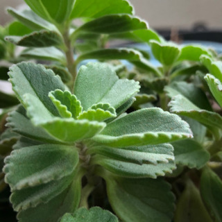 ボルトジンユ 鉢植えの画像