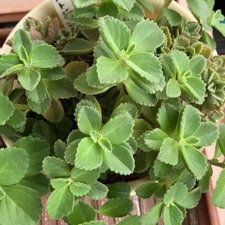 ボルトジンユ 鉢植えの画像