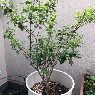 【お譲り先決定】銀梅花ギンバイカ マートル 鉢植え ワンコインの画像