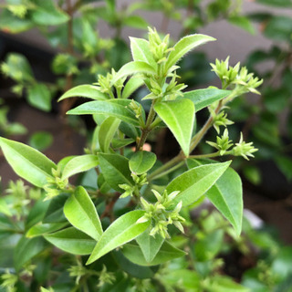 【お譲り先決定】銀梅花ギンバイカ マートル 鉢植え ワンコインの画像