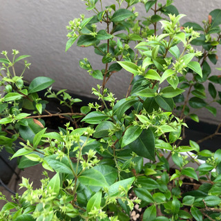 【お譲り先決定】銀梅花ギンバイカ マートル 鉢植え ワンコインの画像