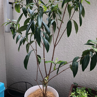 レモンマートル 鉢植え