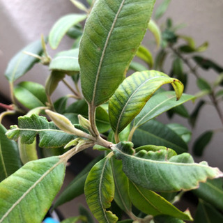 レモンマートル 鉢植えの画像