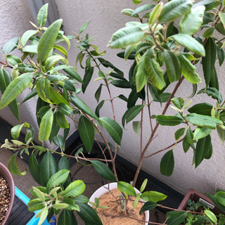 レモンマートル 鉢植えの画像