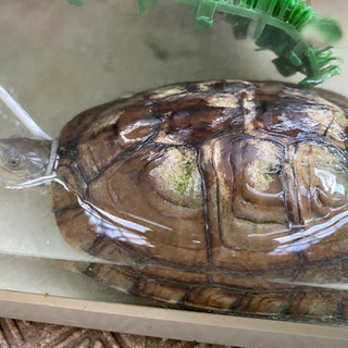 イシガメの里親