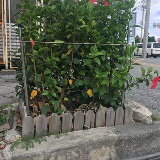 木パレット譲ります！どれも0円！！（配送希望の場合別途送料有）の画像