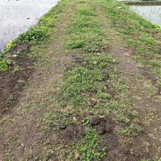 ※問合せ多数の為、一時中断します※ 丸太　小枝　木材　もらって下さい(無料)の画像