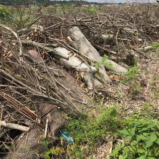※問合せ多数の為、一時中断します※ 丸太　小枝　木材　もらって下さい(無料)の画像