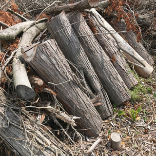 ※問合せ多数の為、一時中断します※ 丸太　小枝　木材　もらって下さい(無料)の画像