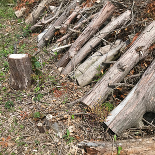 ※問合せ多数の為、一時中断します※ 丸太　小枝　木材　もらって下さい(無料)の画像