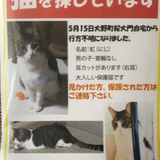 大切な愛猫の情報ください