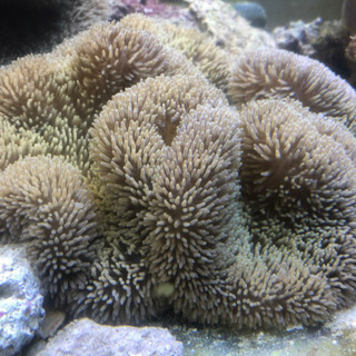 ハタゴイソギンチャクノーマルタイプの画像