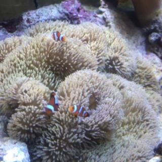 ハタゴイソギンチャクノーマルタイプ
