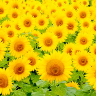 ひまわりの種植えていい畑に探しています