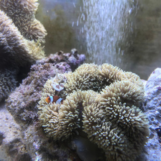 ハタゴイソギンチャクノーマルタイプSサイズ
