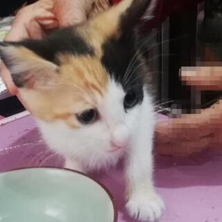 ★★3匹譲渡見つかりました里親様ありがとうございました★★子ねこ...