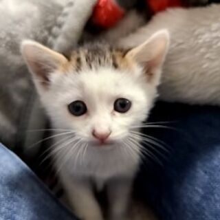 子猫ちゃん里親募集