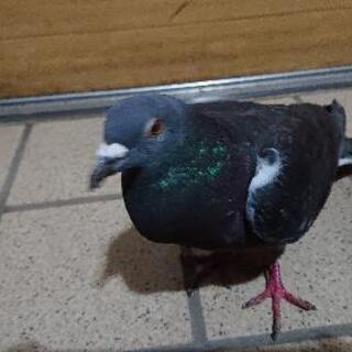 保護した鳩さんです❗