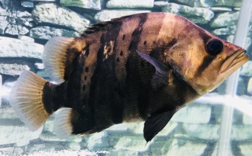 【SOLDOUT】【体型良好】人工餌爆食☆ダトニオプラスワン☆25㎝±【ボルネオ産】